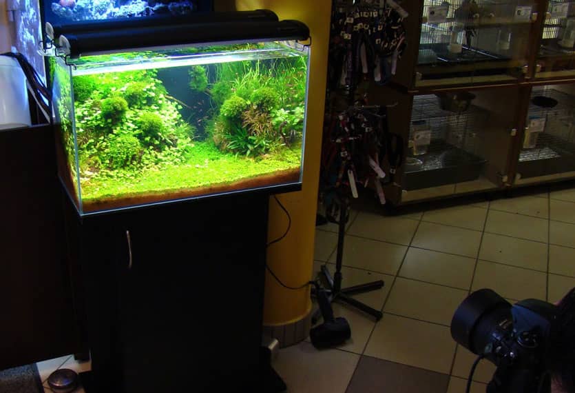 Növényes bemutató akvárium