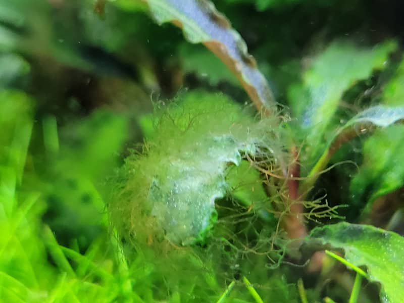 Agancsalga - Staghorn alga kezelése