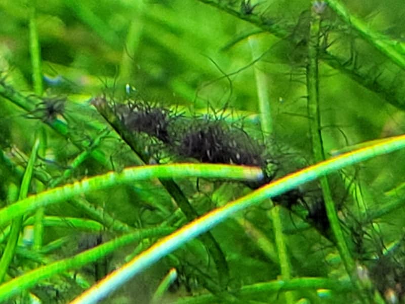 Agancsalga - Staghorn alga kezelése