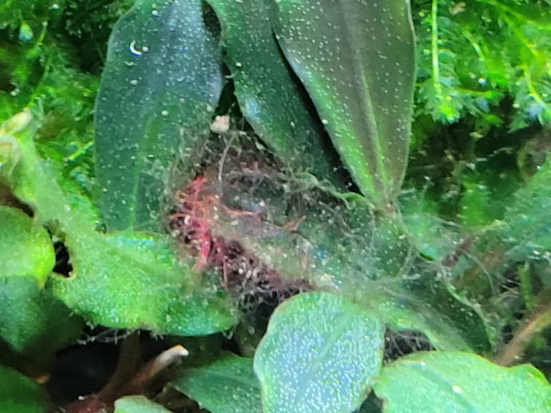 Staghorn alga elhalt