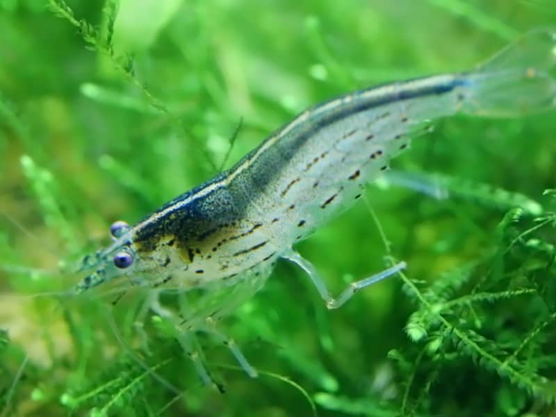 Amano algaevő garnéla
