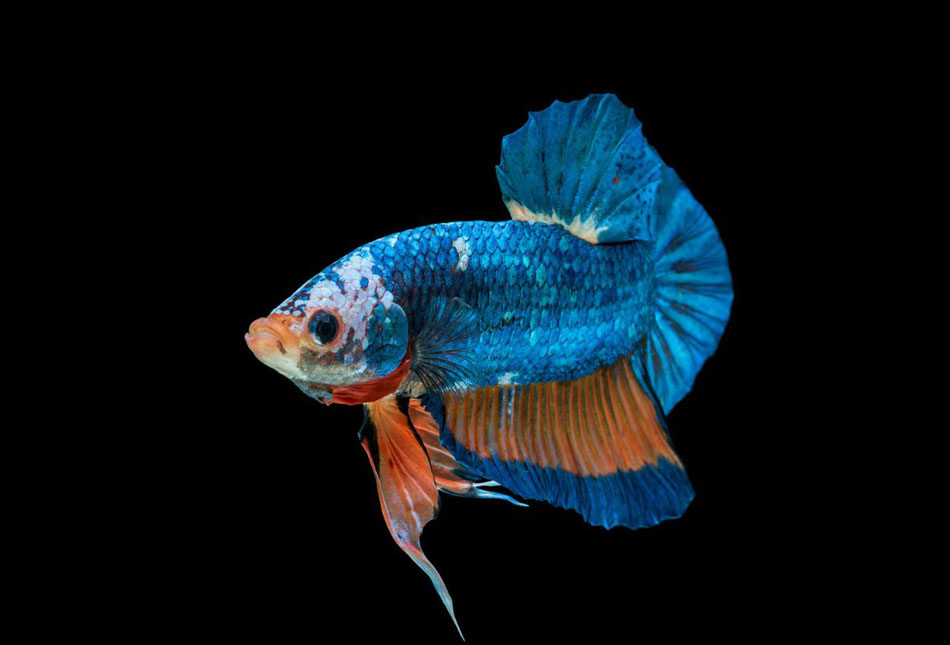 Betta - plakat