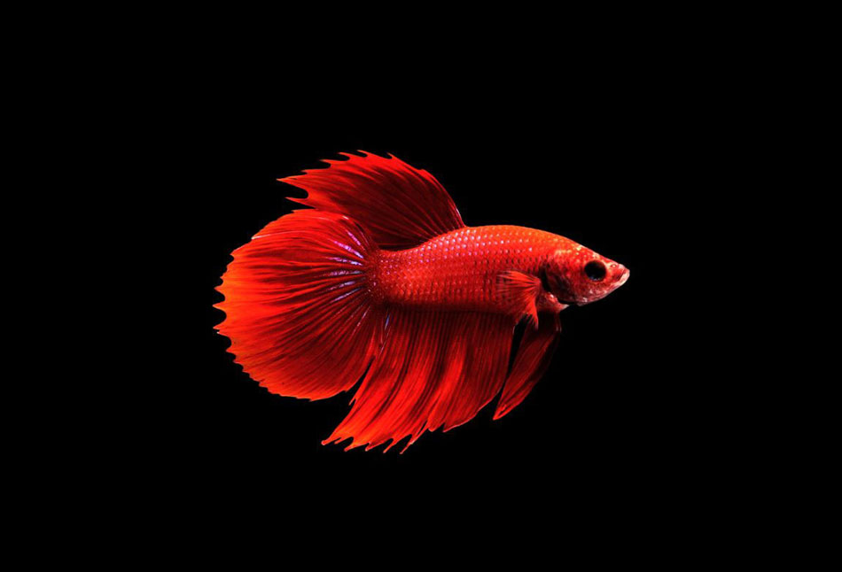 Betta - roundtail