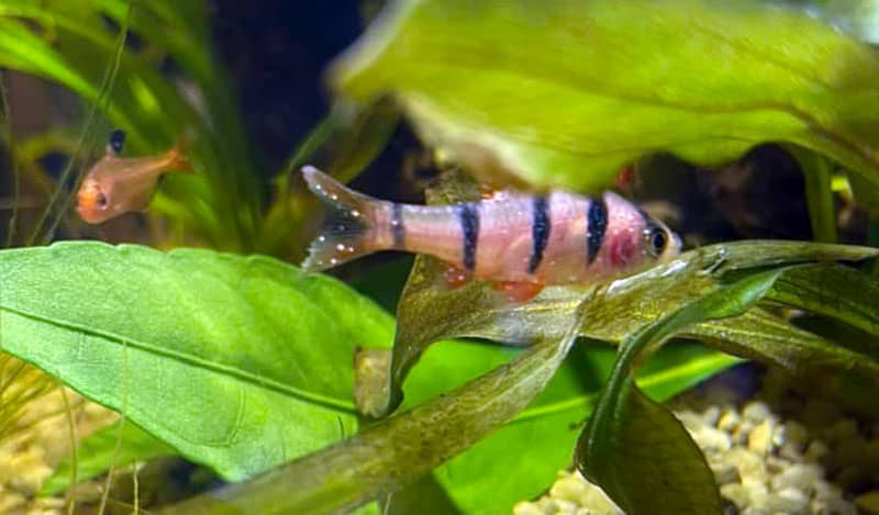 Darakór - Ichthyophthirius multifiliis