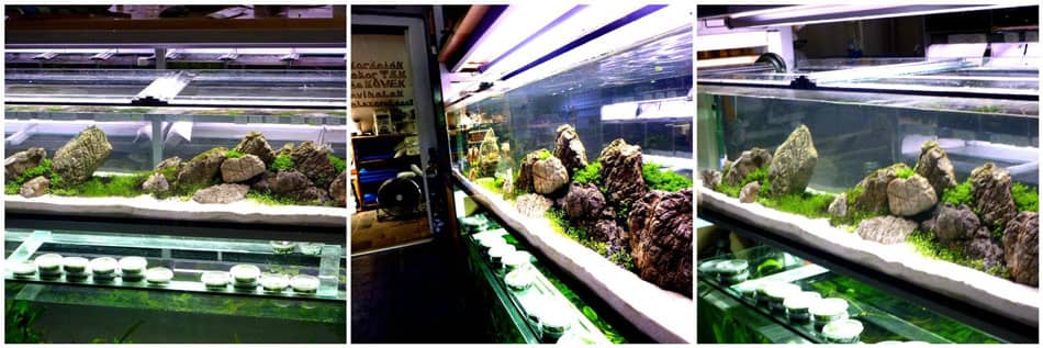 Épített akvárium kezdőknek