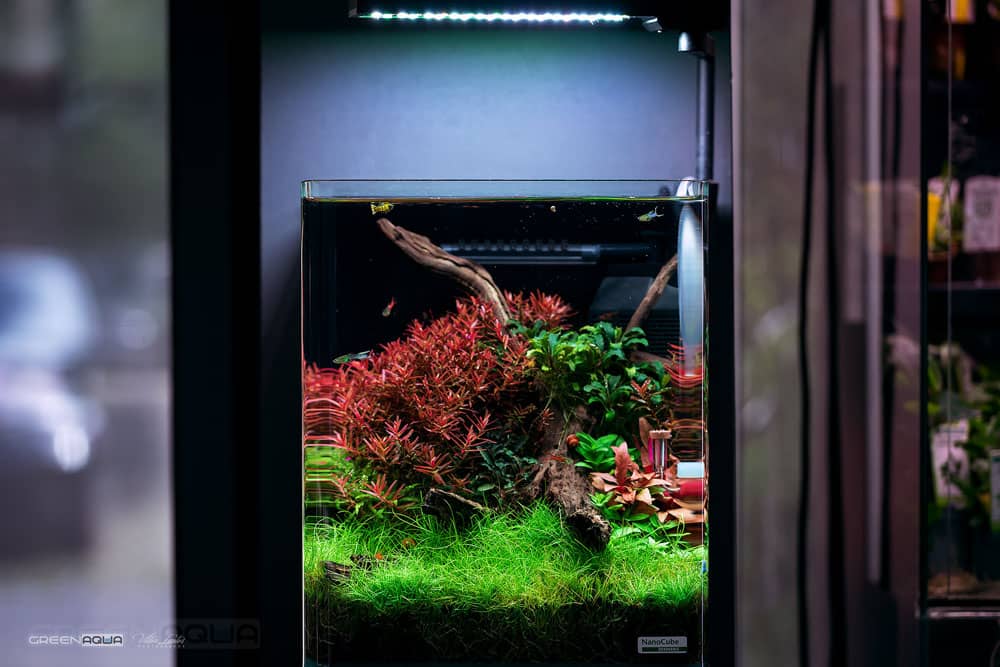 Greenaqua akváriumok bemutatóterem