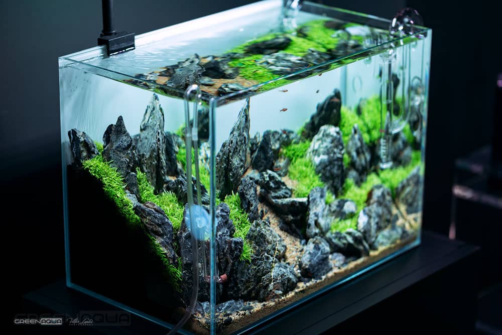 GreenAqua bemutató akvárium