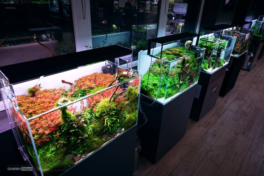 Greenaqua akváriumok bemutatóterem