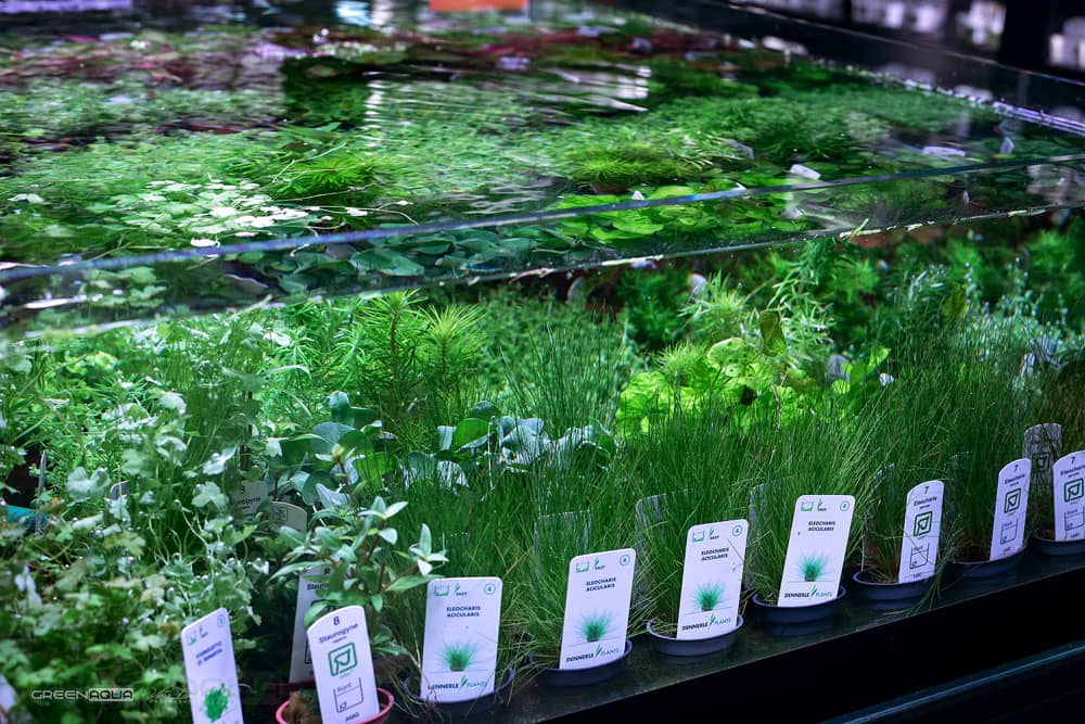 Greenaqua akváriumok bemutatóterem