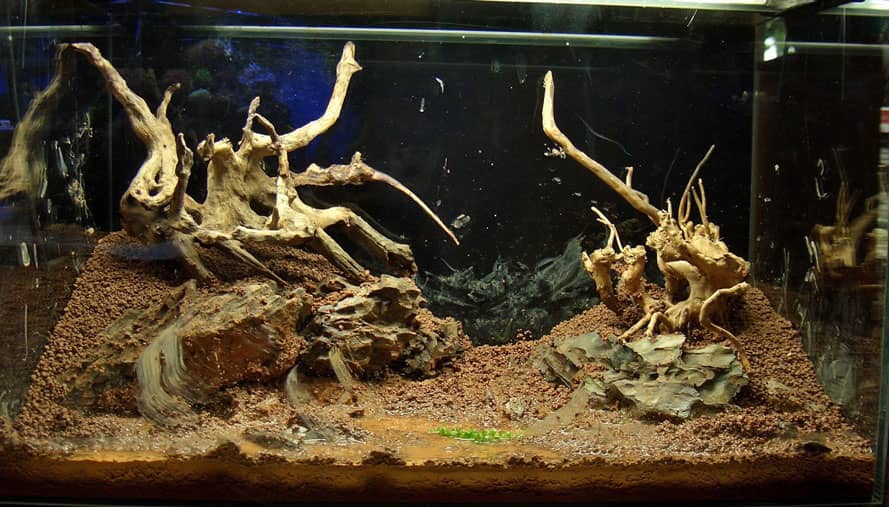 Növényes bemutató akvárium