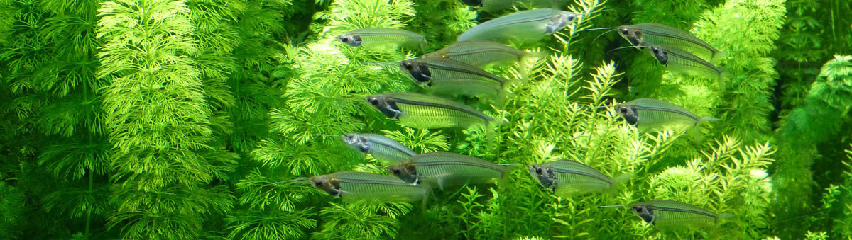 Kezdő akvarista tanácsok