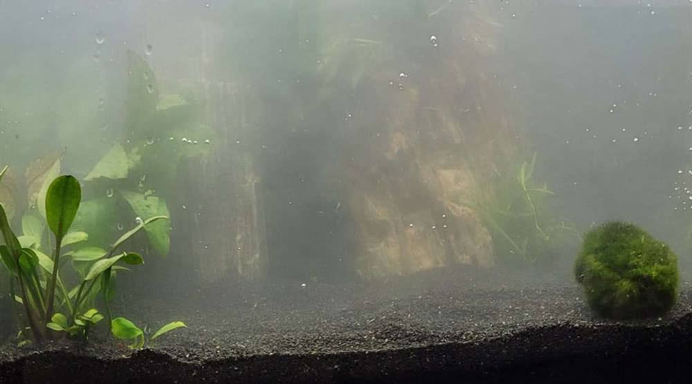Ködös akvárium víz