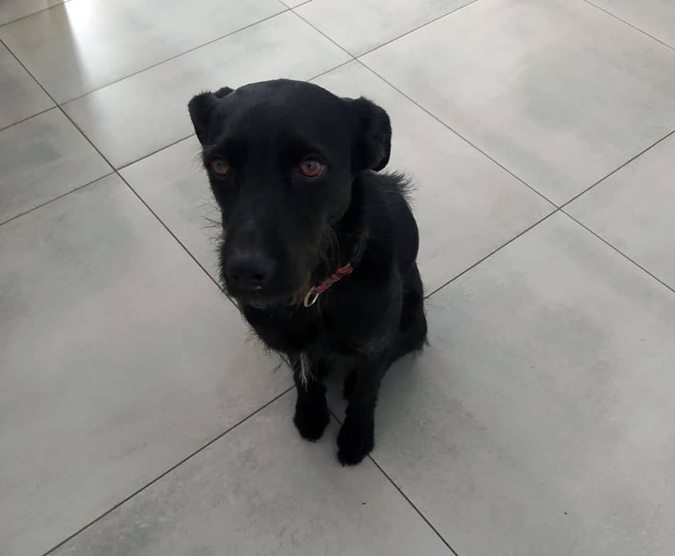 Luca kutyus -  Vadvilág Akvarisztika