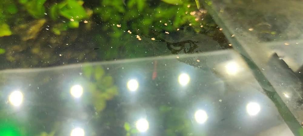 olajos akvárium víz