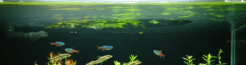 olajos ködös akvárium víz felszín