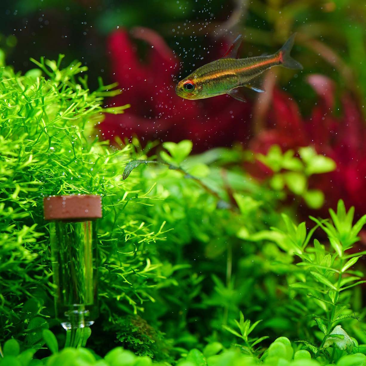 Akvarisztikai tanácsok kezdőknek, lépésről lépésre 30 perc alatt!