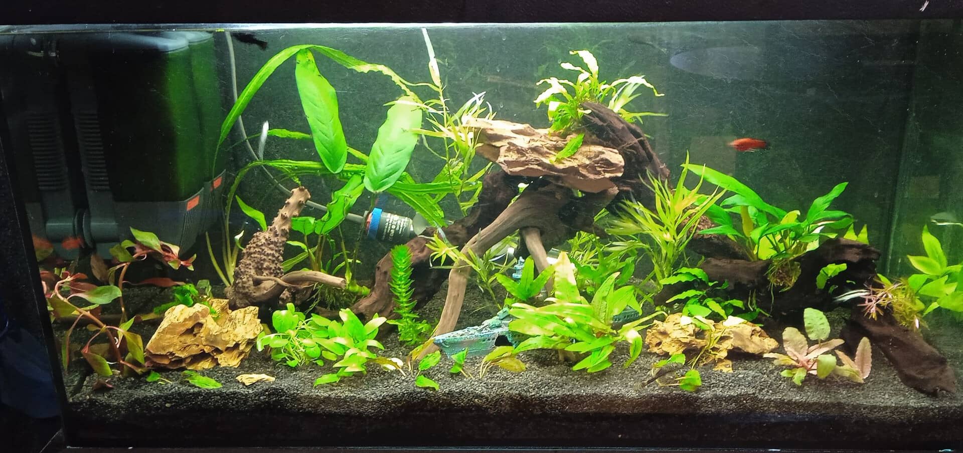 Növények bővítése az akváriumban