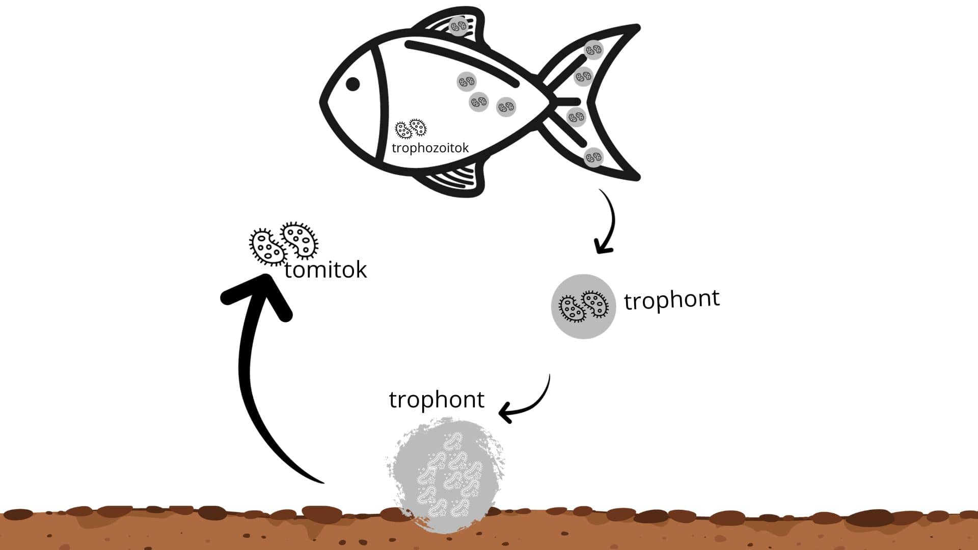 Darakór kialakulása