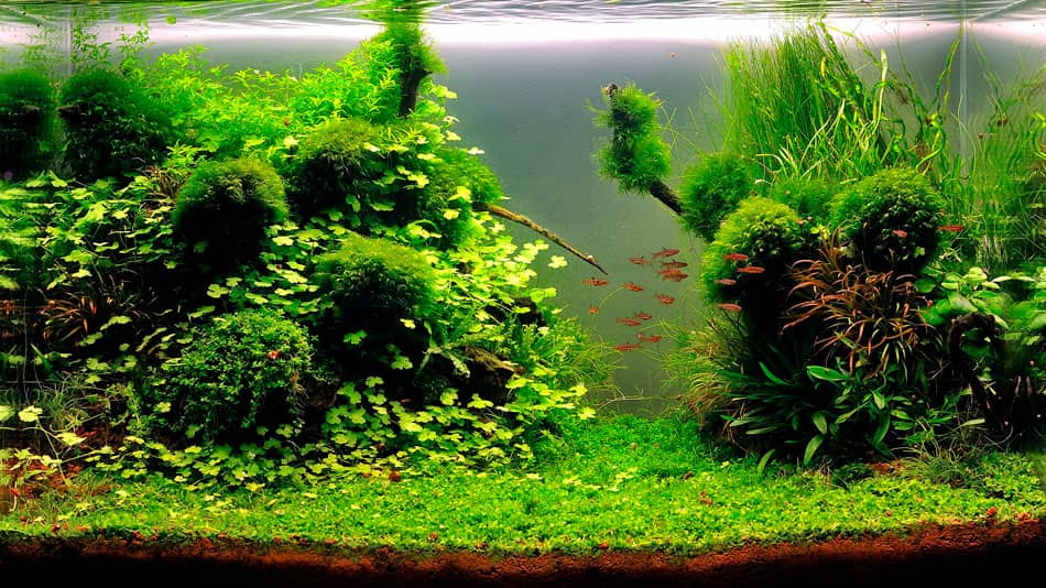 Növényes akvárium HAC