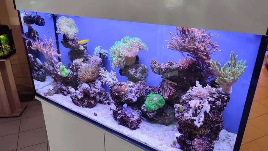 Trópus - tengeri akvárium