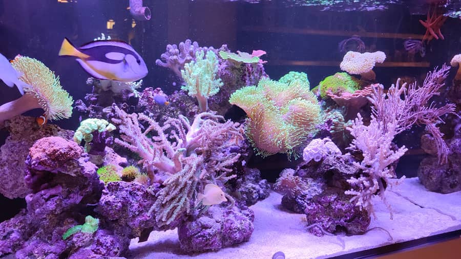 Trópus - tengeri akvárium