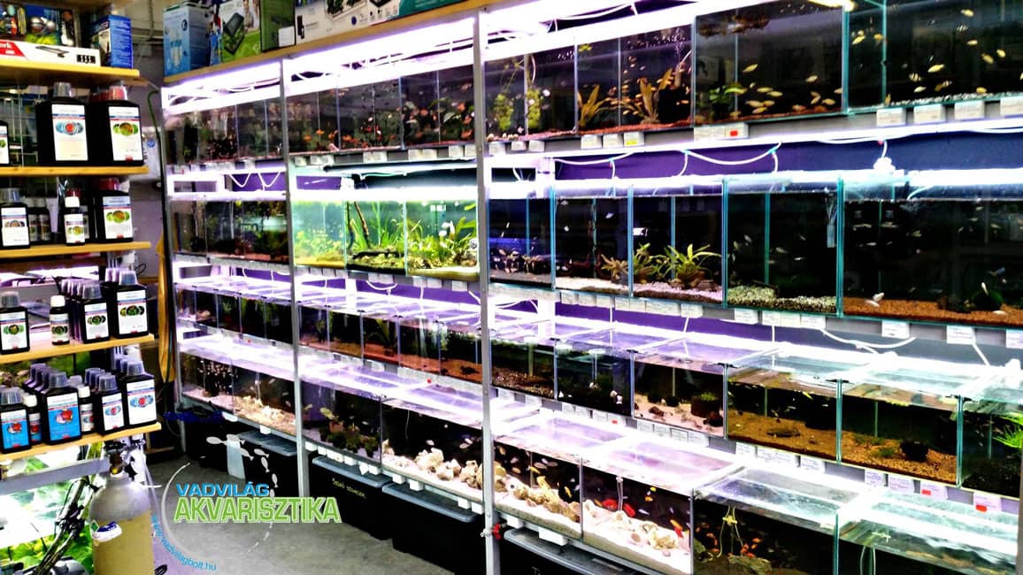 Régi Vadvilág Akvarisztika 