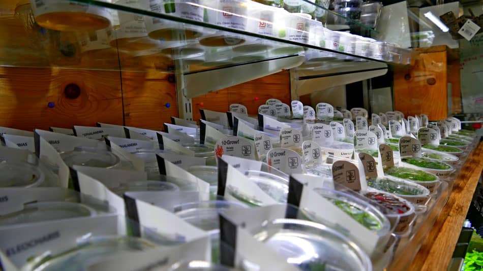 Régi Vadvilág Akvarisztika 