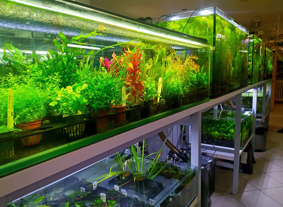 Vadvilág Akvarisztika eladó tér