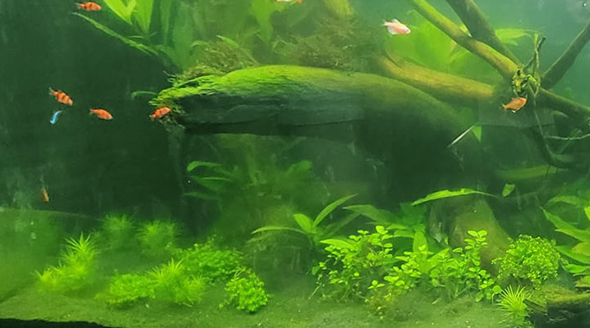 Zöld akvárium víz - kezelése