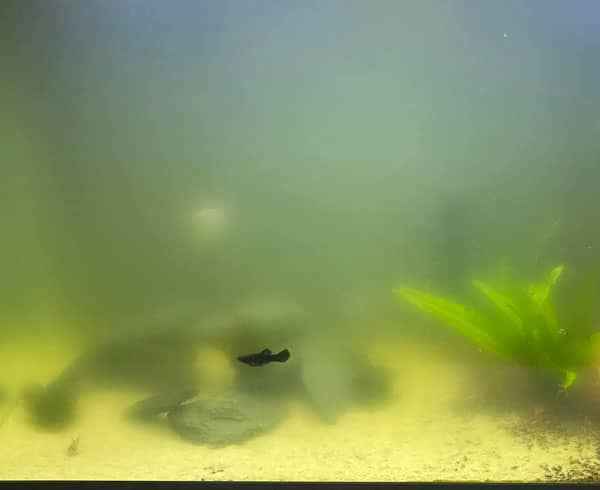 Zöld akvárium víz megoldások