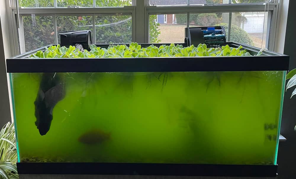 Zöld akvárium víz napfény