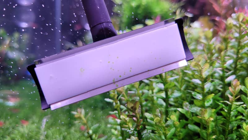 Zöld pontalga (Green Spot Algae, GSA)