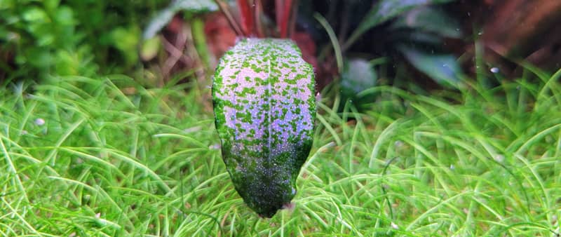 Zöld pontalga (Green Spot Algae, GSA)