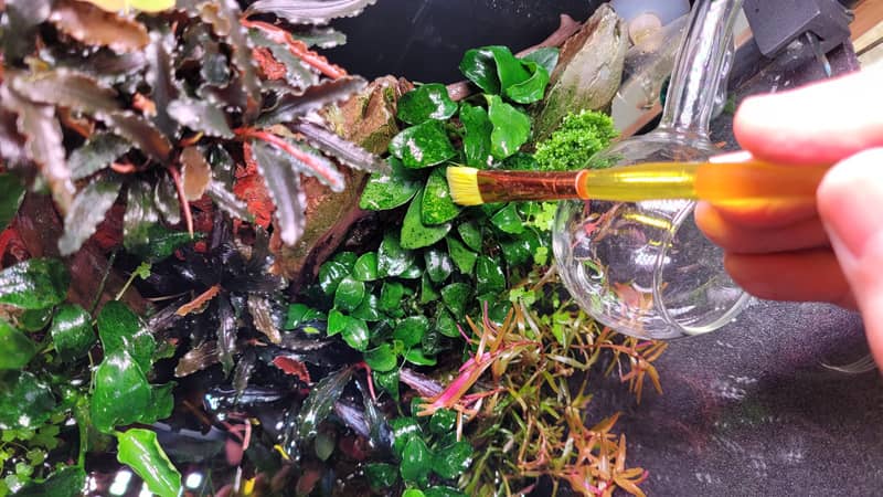 Zöld pontalga ecsetelése carbo folyafékkal